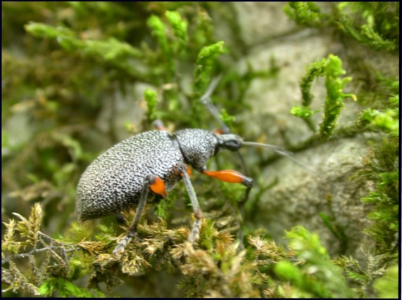 Otiorhynchus (s. str.) aequus dai Monti Alburni