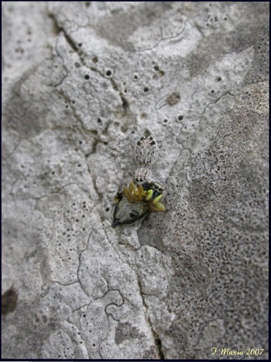 Salticidae mangia Salticidae!