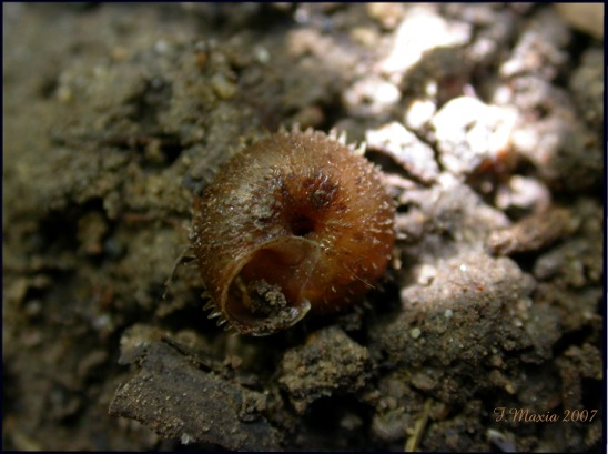 Gastropodi e Ambienti del Parco del Pollino