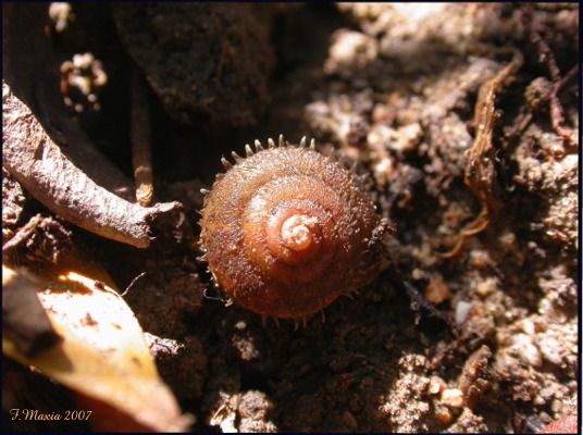 Gastropodi e Ambienti del Parco del Pollino