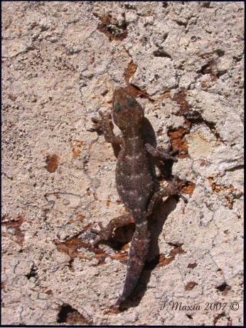 Tarantolino 