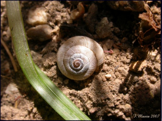 Gastropodi e Ambienti del Parco del Pollino