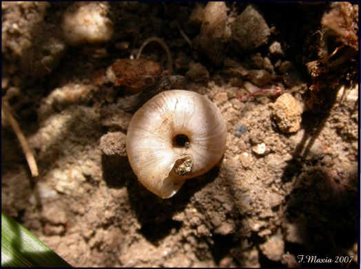 Gastropodi e Ambienti del Parco del Pollino