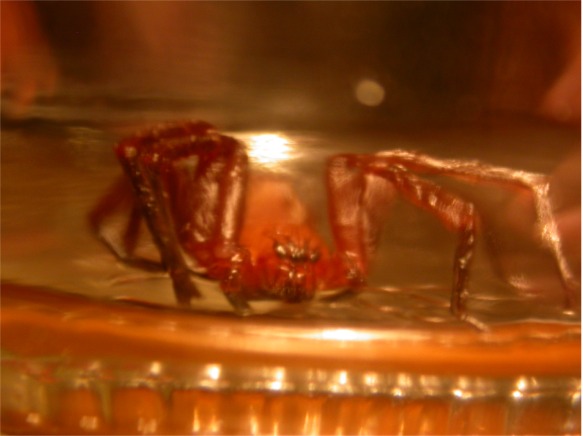 Olios argelasius