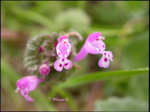 Lamium amplexicaule / Falsa-Ortica reniforme
