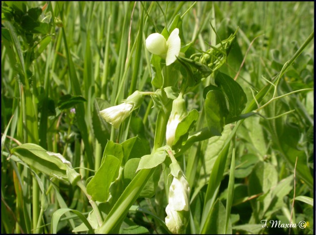 Lathyrus ochrus / Cicerchia pisellina