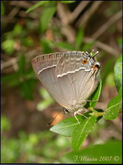 Neozephirus quercus