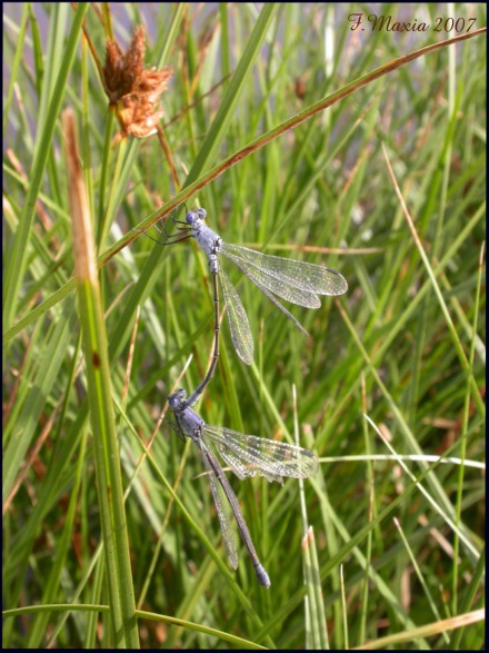 Lestes macrostigma