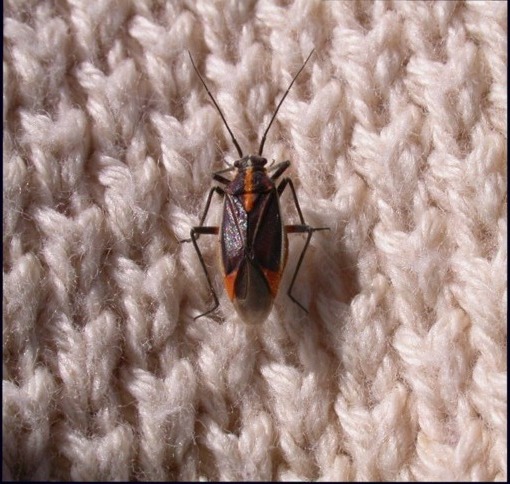 Horistus (Primihoristus) orientalis (Heteroptera, Miridae)