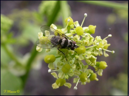 Limnophora obsignata