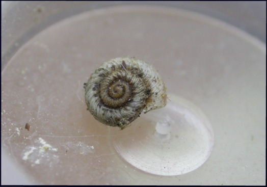 Xerotricha apicina (Lamarck, 1822)