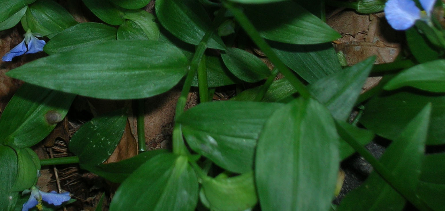 Commelina communis / Erba miseria asiatica