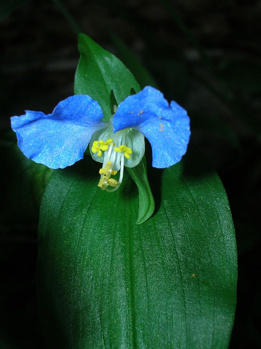 Commelina communis / Erba miseria asiatica