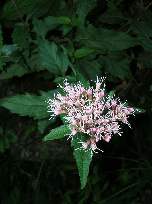 Eupatorium cannabinum / Canapa acquatica