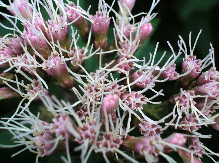 Eupatorium cannabinum / Canapa acquatica