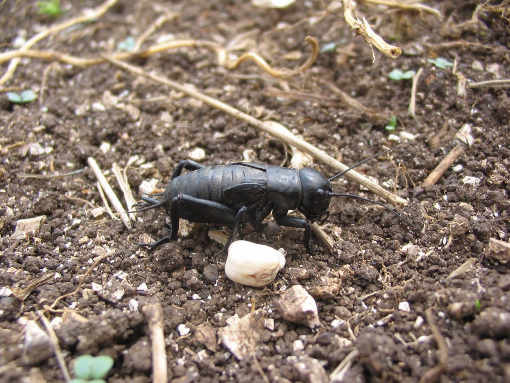 Grillo campestre - Grillus campestris