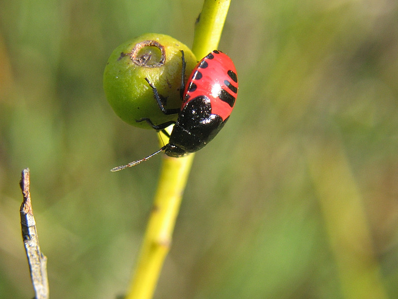 Neanide di Canthophorus sp.
