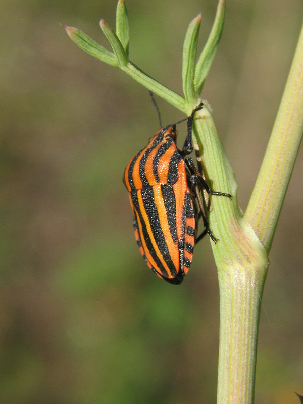Graphosoma lineatum italicum