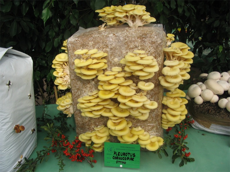 Mostra Micologica a Roma (28-30 Ottobre 2006)