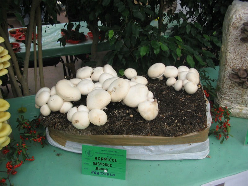 Mostra Micologica a Roma (28-30 Ottobre 2006)