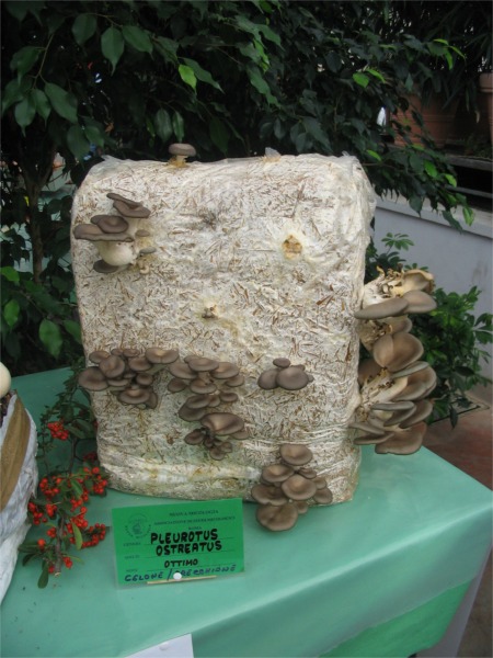 Mostra Micologica a Roma (28-30 Ottobre 2006)