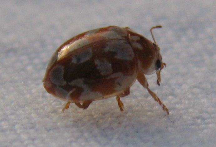 Myrrha octodecimgutttata