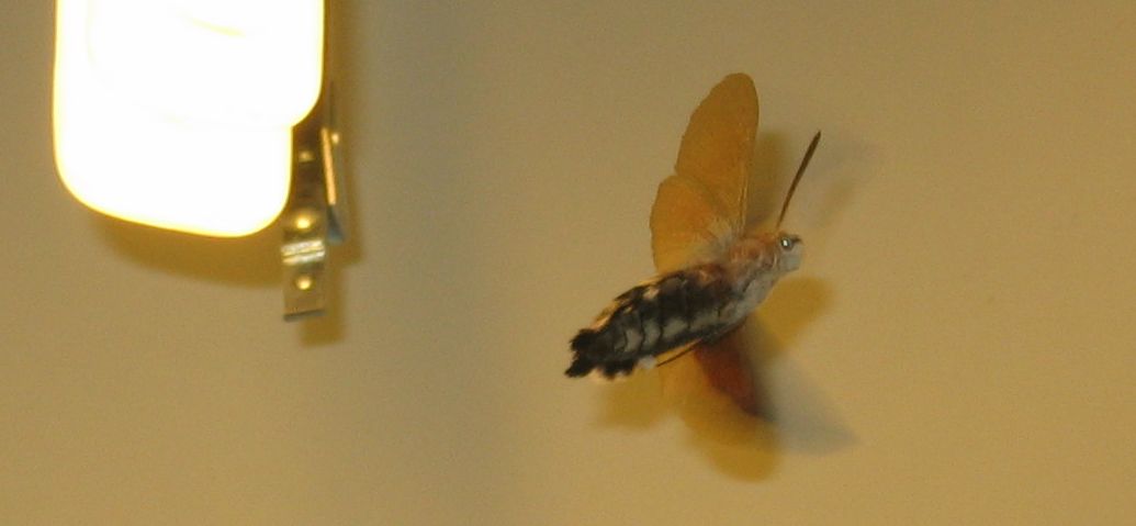 Macroglossum stellatarum