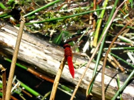 Libellule: Crocothemis erythraea e Anax imperator