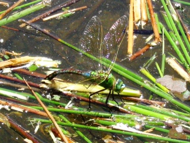 Libellule: Crocothemis erythraea e Anax imperator
