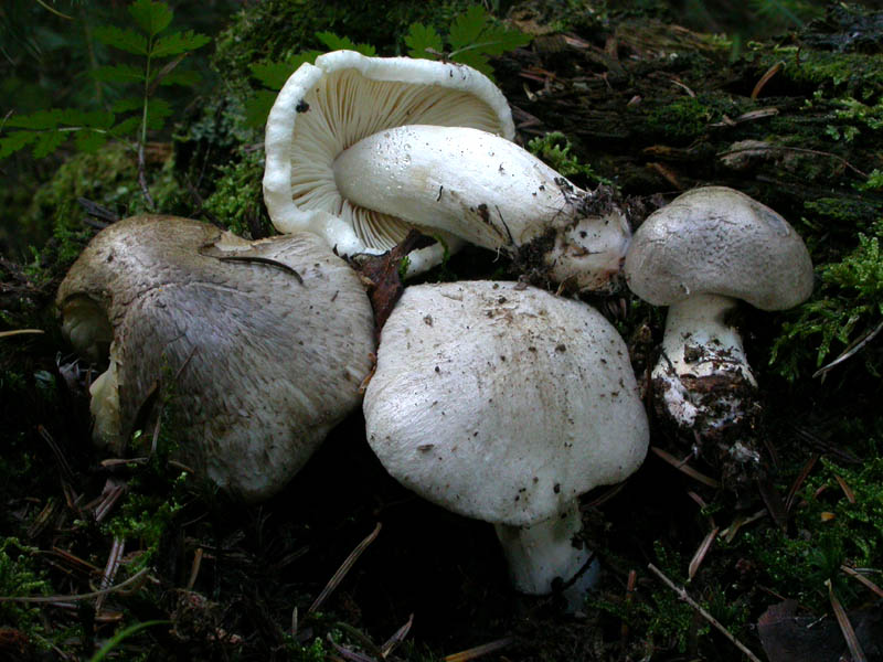 Tricholoma pardinum (Pers.) Qulet