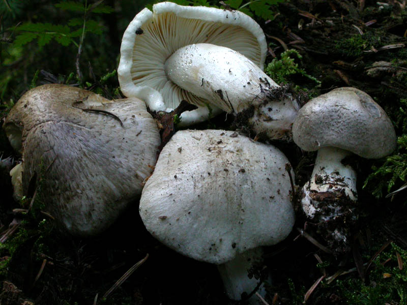 Tricholoma pardinum (Pers.) Qulet