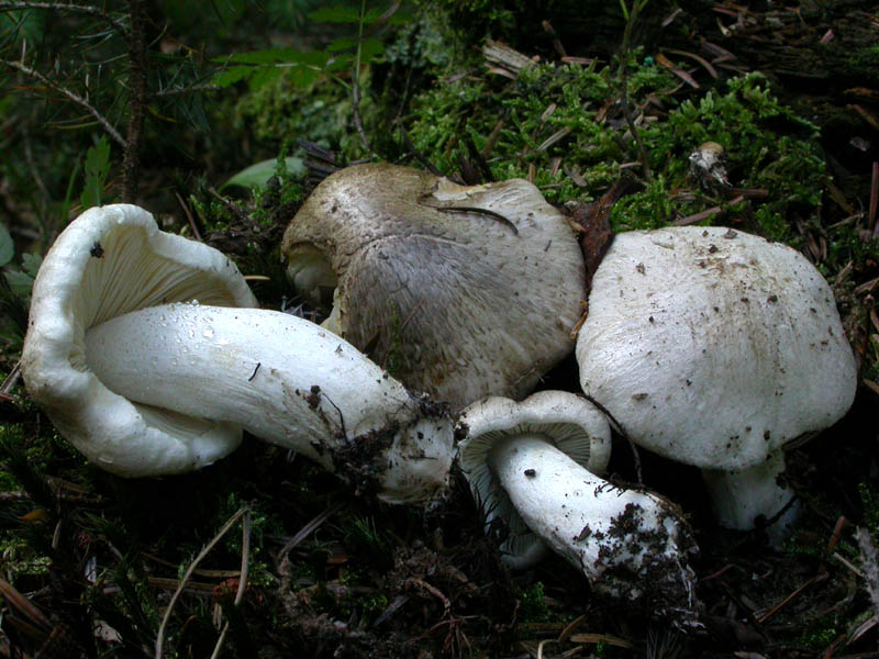 Tricholoma pardinum (Pers.) Qulet