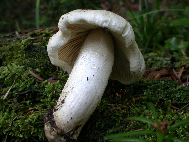 Tricholoma pardinum (Pers.) Qulet