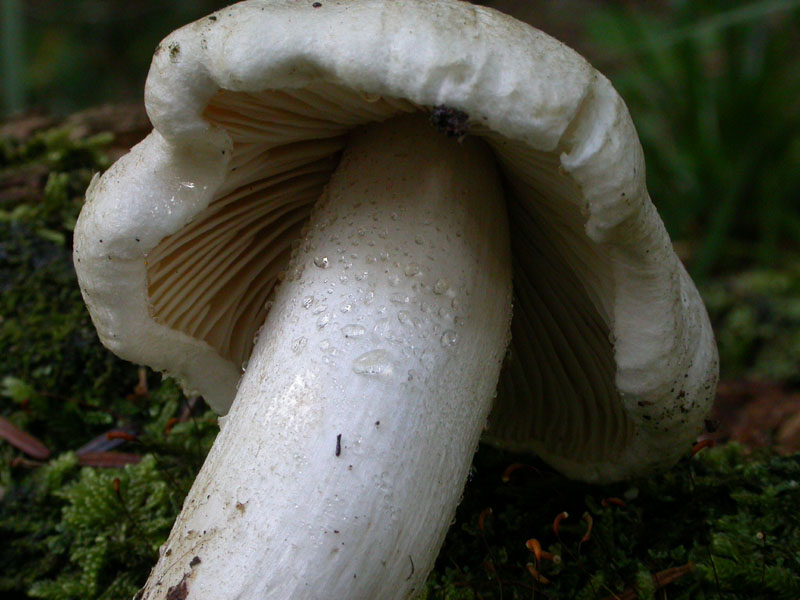 Tricholoma pardinum (Pers.) Qulet