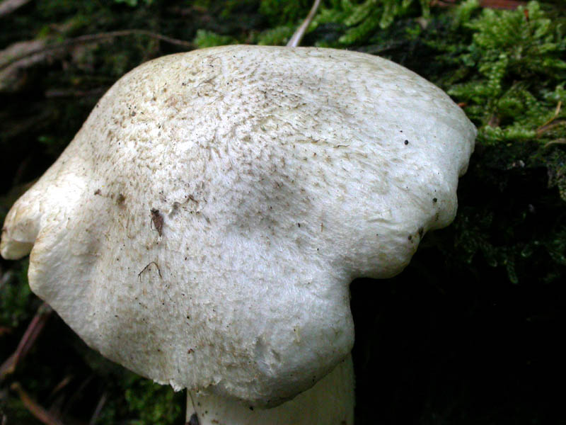 Tricholoma pardinum (Pers.) Qulet