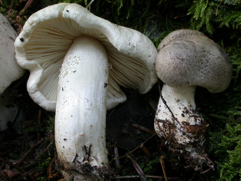 Tricholoma pardinum (Pers.) Qulet