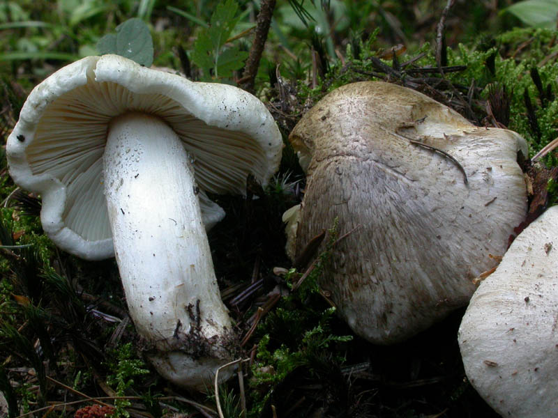 Tricholoma pardinum (Pers.) Qulet