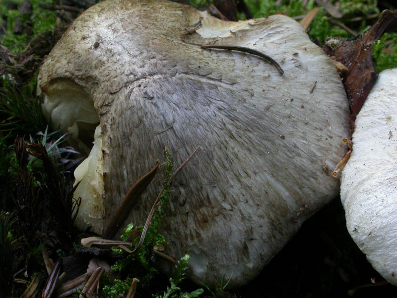 Tricholoma pardinum (Pers.) Qulet