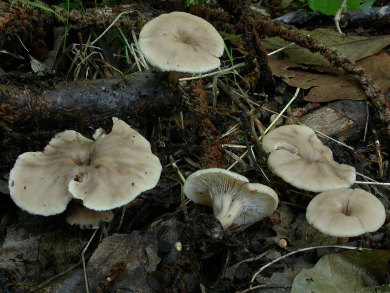 Lentinellus...
