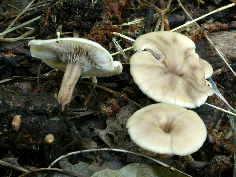 Lentinellus...