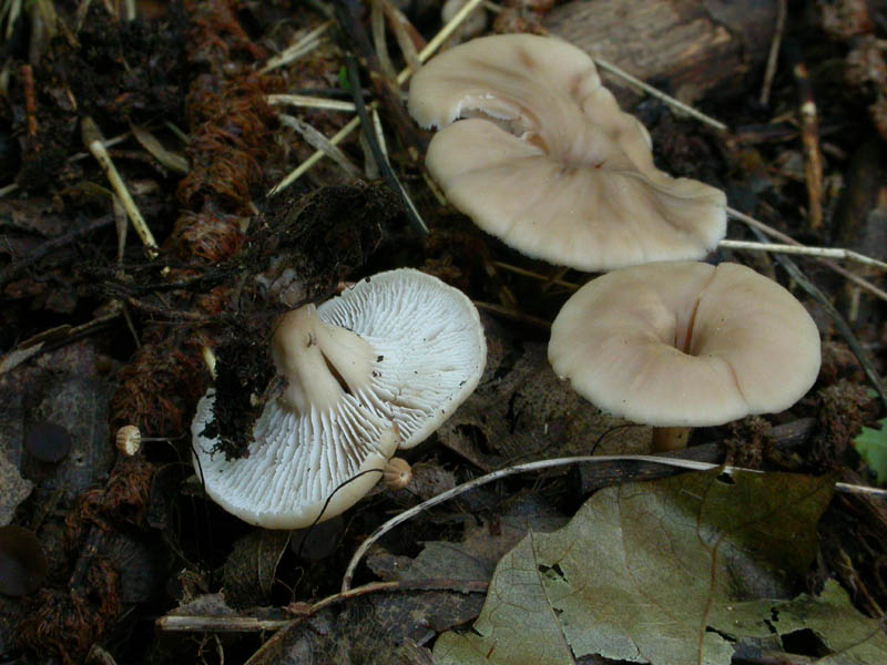 Lentinellus...