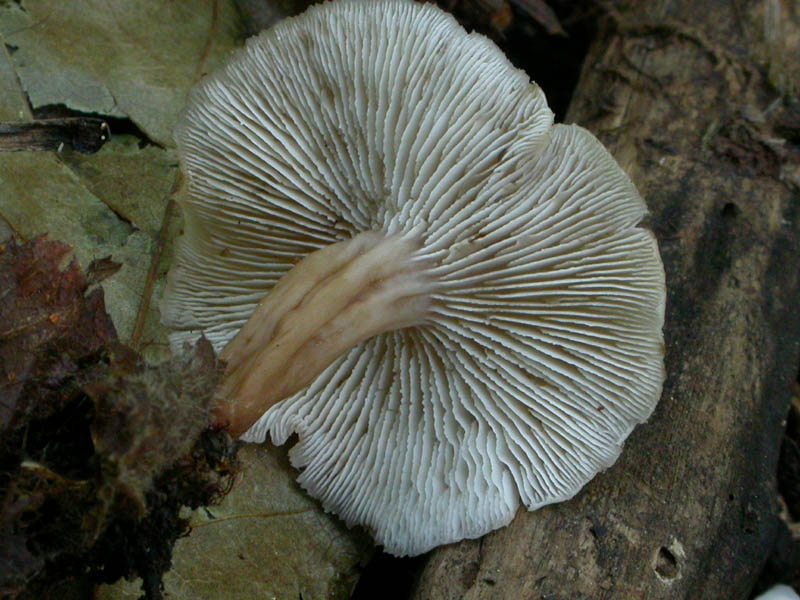 Lentinellus...