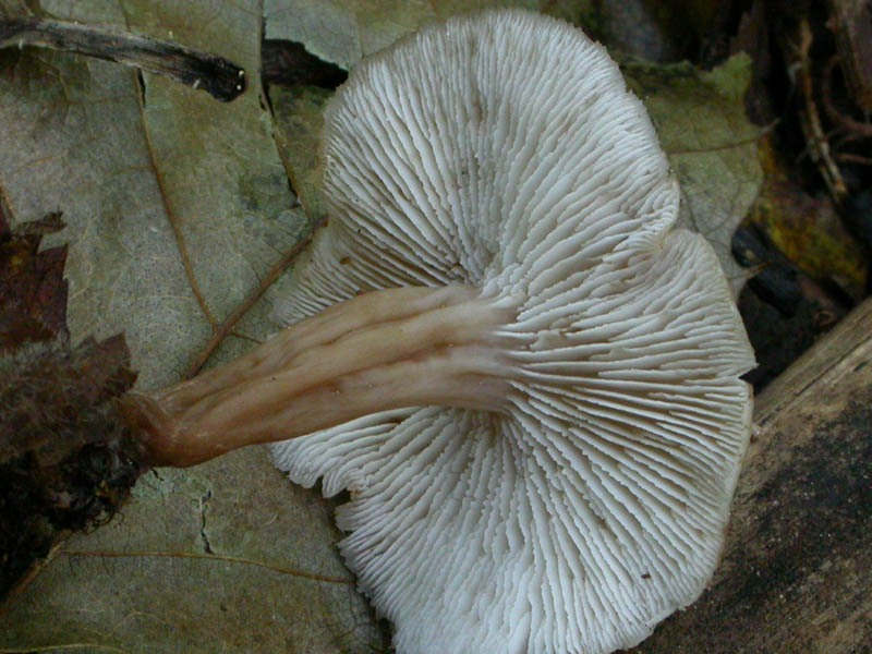 Lentinellus...