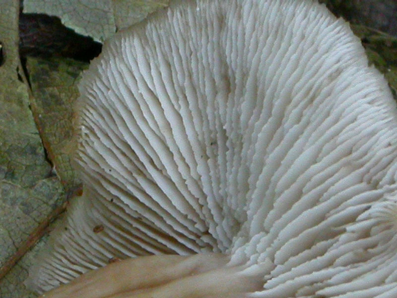Lentinellus...