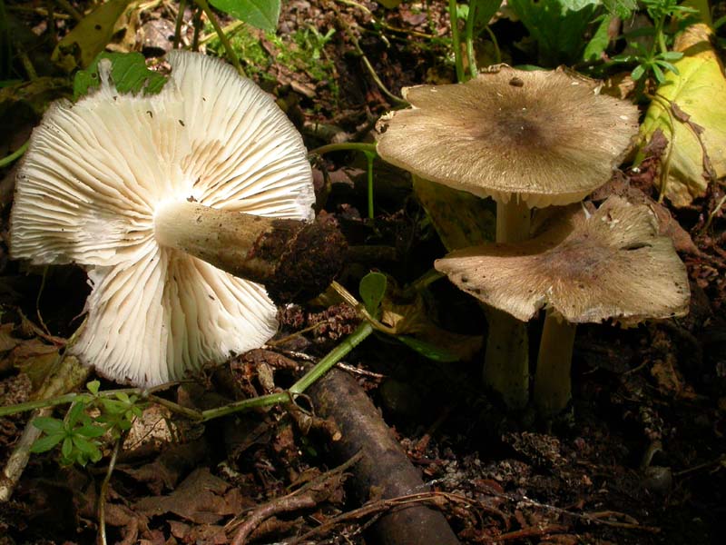 Cerquone-Doganella (RM): 13 maggio 2007