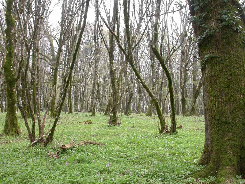 Ascomiceti primaverili alla ribalta (2): Verpa bohemica