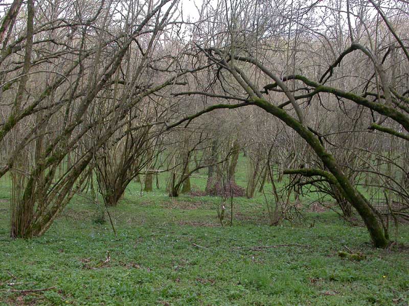 Ascomiceti primaverili alla ribalta (1): Verpa conica s.l.