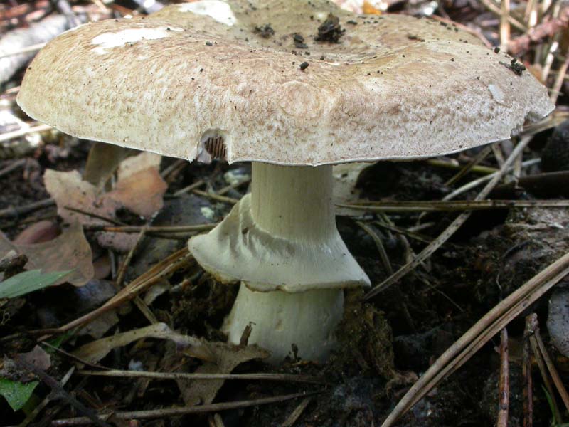 Castelfusano (Ostia): In cerca di Amanita verna