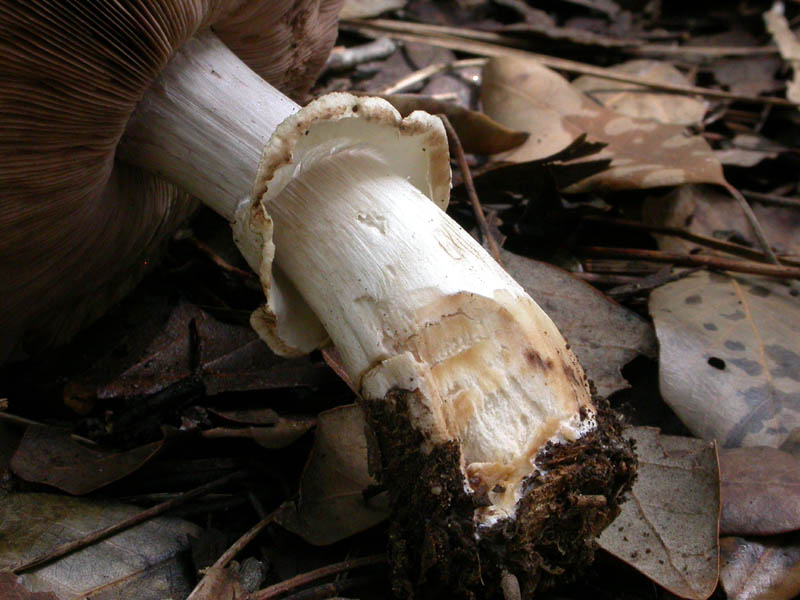 Castelfusano (Ostia): In cerca di Amanita verna