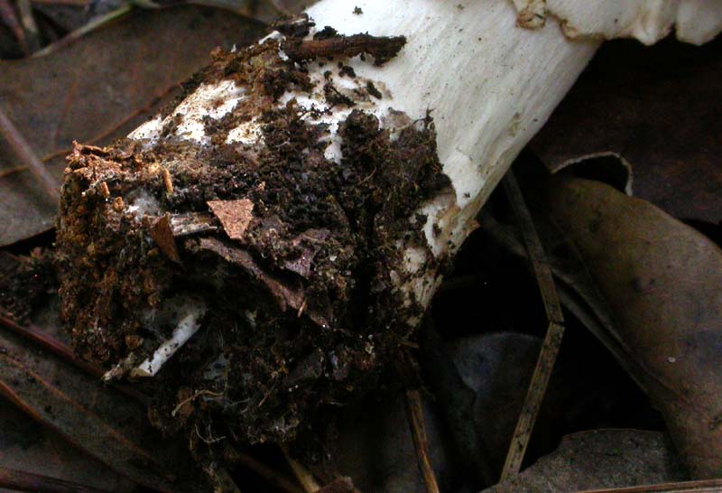 Castelfusano (Ostia): In cerca di Amanita verna